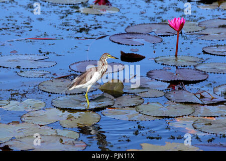 Parc de la sauvagine de Thale Noi, Phatthalung, Thaïlande Banque D'Images