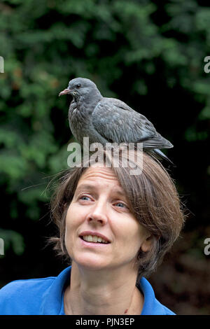 Pigeon colombin (Columba oenas) perché sur la tête Banque D'Images