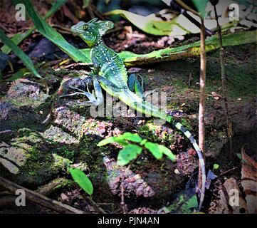 Prises pour capturer un basilic, reposant à l'ombre, à l'intérieur du Parc National de Tortuguero. Banque D'Images