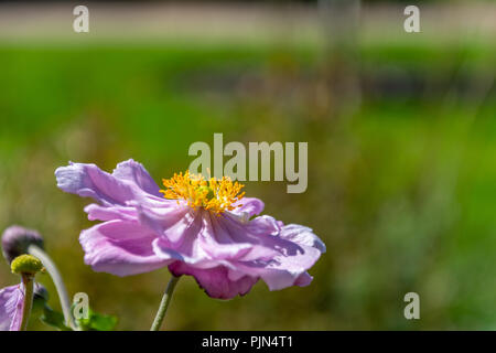 Une seule fleur de rose Anémone hupehensis Bowles Banque D'Images