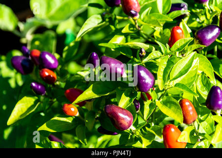 Plante Capsicum annuum - Chili Pepper 'Prairie Fire' Banque D'Images