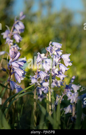 Printemps Bluebells poussent à l'état sauvage. Banque D'Images