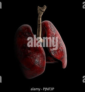 Anatomie pulmonaire humain, 3d illustration sur fond noir Banque D'Images