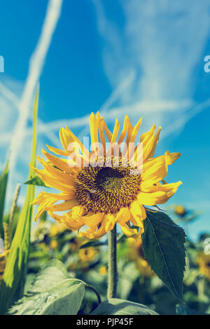 Image Retro lumineux de jaune tournesol, frais ou Helianthus, poussant dans un champ agricole sous un ciel bleu ensoleillé croisés avec des trainées de airli Banque D'Images