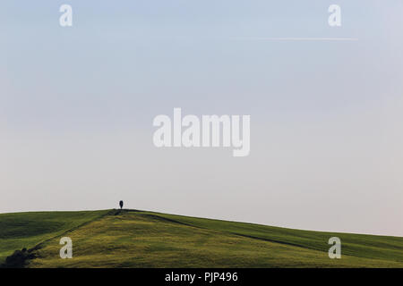Toscane typique (Val d'Orcia) paysage, d'un cyprès isolés sur une colline au milieu de l'herbe verte Banque D'Images