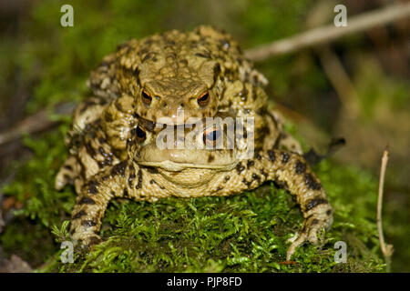 Paire de crapaud commun en amplexus - UK - Wild Banque D'Images