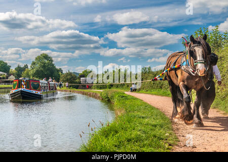 «Tivertonian', la dernière barge à cheval dans l'ouest du pays, met en route pour un autre voyage serein de l'ouest le long du Grand Canal près de Tiverton, dans le Devon. Banque D'Images