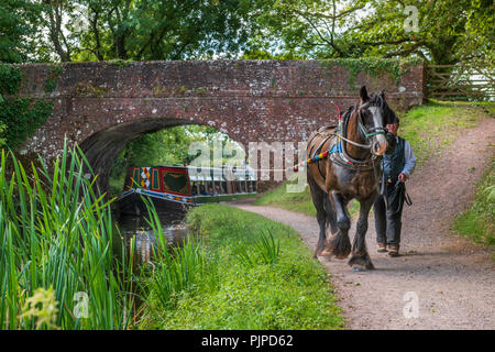 «Tivertonian', la dernière barge à cheval dans l'ouest du pays, met en route pour un autre voyage serein de l'ouest le long du Grand Canal près de Tiverton, dans le Devon. Banque D'Images