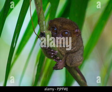 L'île de Bohol, Philippines, tarsier, Tarsier est le primate le plus petit du monde Banque D'Images