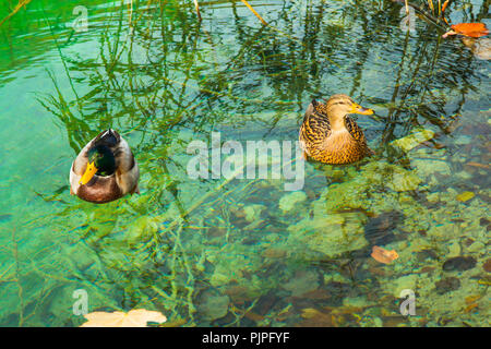 Deux canards sur la surface de l'eau vert clair à partir de ci-dessus, le parc national de Plitvice en Croatie Banque D'Images