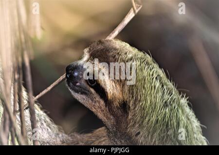 Trois doigts sloth portrait, à Manuel Antonio, Costa Rica. Banque D'Images