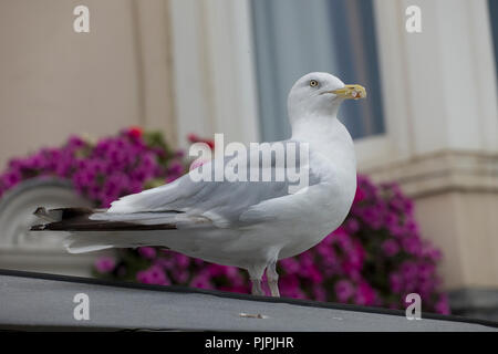 Chasse Seagull avec de la mayonnaise sur son bec sur un effet de bord de Brighton, East Sussex, England, UK en automne Banque D'Images