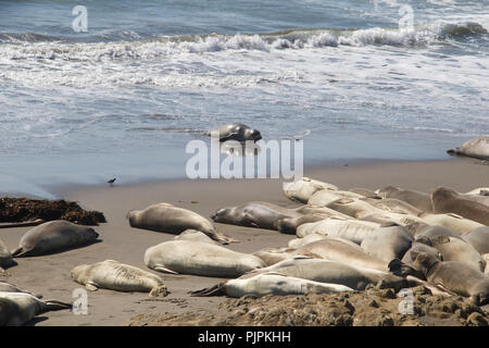 Lion de mer piscine à terre de l'océan. Banque D'Images