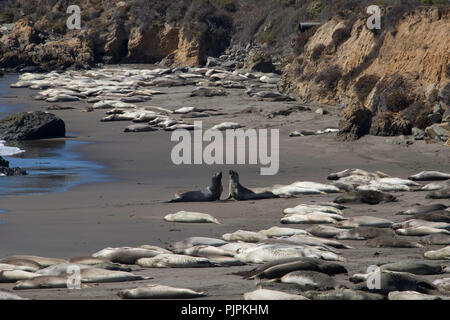 Groupe d'otaries sur la plage de soleil. Banque D'Images