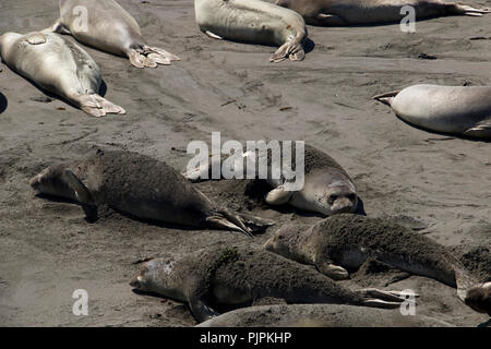 Les Lions de mer en prenant un bain de sable sur la plage en Californie. Banque D'Images