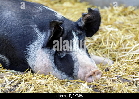 Porc Berkshire adultes reposant dans une grange. Banque D'Images