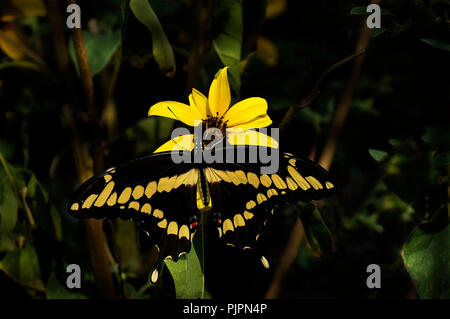 Un papillon géant assis sur une fleur jaune. Banque D'Images