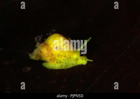 Escargot de mer Jaune (Epidendrium billeeanum). Photo a été prise dans le Détroit de Lembeh, Indonésie Banque D'Images