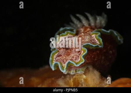 Nudibranche Glossodoris cincta des fc. Photo a été prise dans le Détroit de Lembeh, Indonésie Banque D'Images
