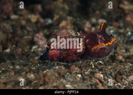 La Seiche flamboyante (Metasepia pfefferi). Photo a été prise dans le Détroit de Lembeh, Indonésie Banque D'Images