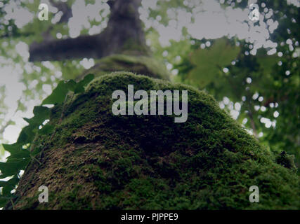 Couvert de mousse d'arbre de base vue de la masse pour les feuilles d'arbre, la lumière du soleil qui brillait à travers les feuilles. Banque D'Images