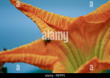 C'est une citrouille fleur, un close up Banque D'Images