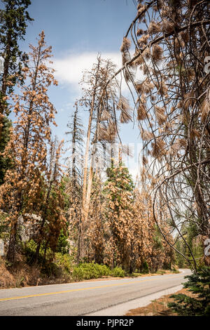 Les arbres morts ou mourants le long de la Route 107 dans la Sequoia National Forest en Californie Banque D'Images