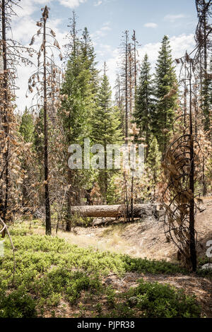 Les arbres morts ou mourants le long de la Route 107 dans la Sequoia National Forest en Californie Banque D'Images
