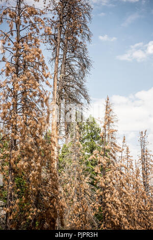 Les arbres morts ou mourants le long de la Route 107 dans la Sequoia National Forest en Californie Banque D'Images