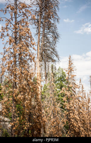 Les arbres morts ou mourants le long de la Route 107 dans la Sequoia National Forest en Californie Banque D'Images