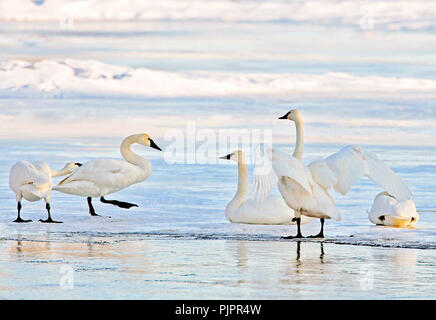 Les cygnes trompettes sur la migration se reposant sur la glace, près de la rivière Bulkley, Telkwa BC. Canada Banque D'Images