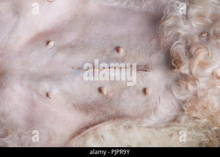 Points sur la chirurgie de l'estomac chien close up Banque D'Images