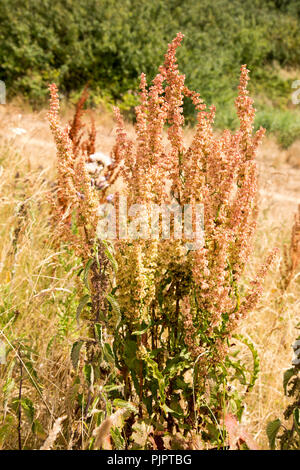 Rumex crépu, Rumex crispus, dans la culture des fleurs à Sutton, Suffolk, Angleterre, RU Banque D'Images
