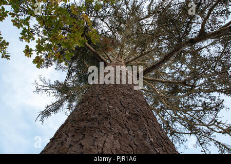 Voir Recherche d'un arbre à partir du sol Banque D'Images