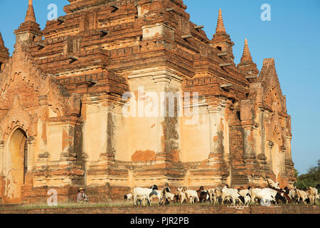 Un agriculteur avec ses chèvres près d'un des anciens temples de la vallée de Bagan, Myanmar (Birmanie) Banque D'Images