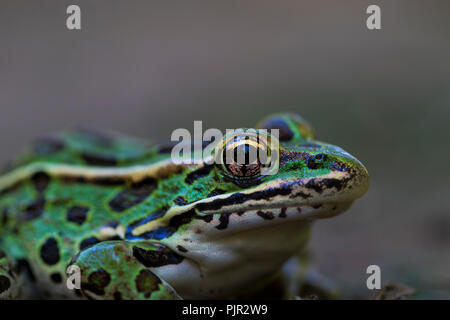 Plan large de la grenouille avec arrière-plan flou. Grenouille à motifs camouflés en profitant du soleil sur une journée d'été. Lite naturellement grenouille dans la nature. Banque D'Images