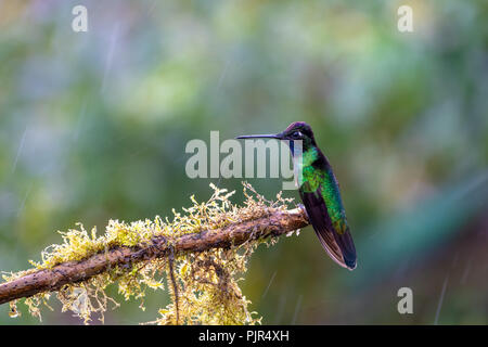 Eugene (Hummingbird Talamanca spectabilis) au Costa Rica Banque D'Images