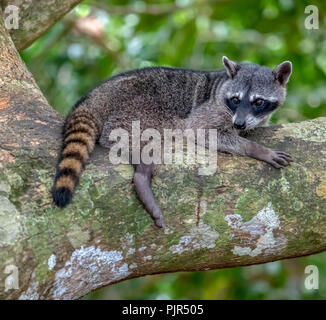 Le Raton laveur commun (Procyon lotor) au Costa Rica Banque D'Images