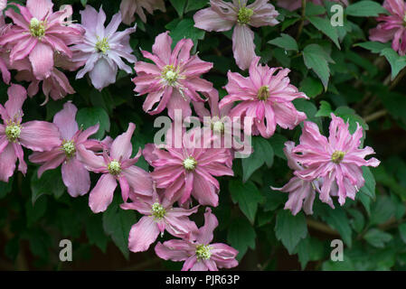 Clematis montana 'Broughton Star', une double fleur rose plante de jardin ornemental escalade, Mai Banque D'Images