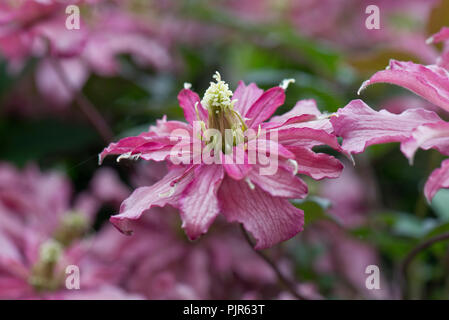 Clematis montana 'Broughton Star', une double fleur rose plante de jardin ornemental escalade, Mai Banque D'Images