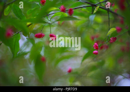 Glorious Antigonon leptopus, mexicains, rampantes coral vine, bush d'abeilles ou de San Miguelito, la vigne est une espèce de plantes de la famille du sarrasin, Pol Banque D'Images