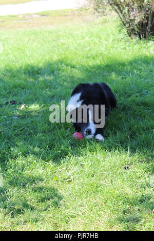 Border Collie Berger australien jouant, hurlant, se reposant, alerte et appréciant la journée Banque D'Images