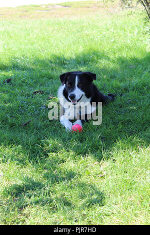 Border Collie Berger australien jouant, hurlant, se reposant, alerte et appréciant la journée Banque D'Images