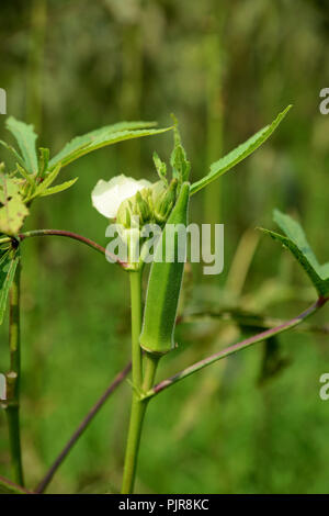 Ladyfinger croissant sur la plante (Abelmoschus esculentus) Banque D'Images