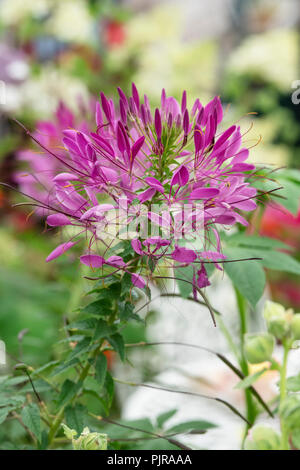 Cleome spinosa 'Violet queen'. Fleur araignée dans un jardin anglais Banque D'Images