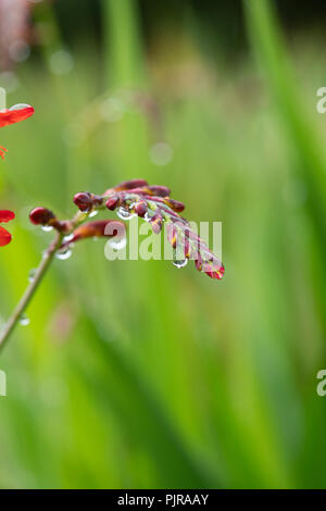 Crocosmia lucifer boutons recouvert de gouttes d'eau Banque D'Images