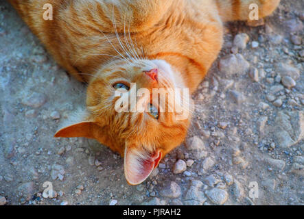 Ginger tabby cat se trouve sur le terrain. Close-up. Banque D'Images