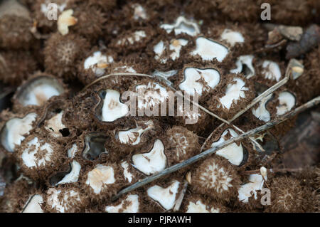 Cyathus striatus champignons sur les feuilles d'automne Banque D'Images