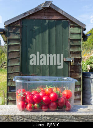 Une pochette plastique transparente contenant des barquettes de tomates fraîchement cueillies, sur un banc de bois et en face d'un abri de jardin vert Banque D'Images