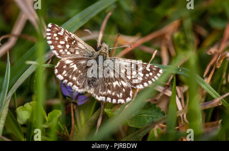 (Pyrgus malvae Grizzled skipper) sur les collines de Mendip de East Somerset au début du printemps Banque D'Images